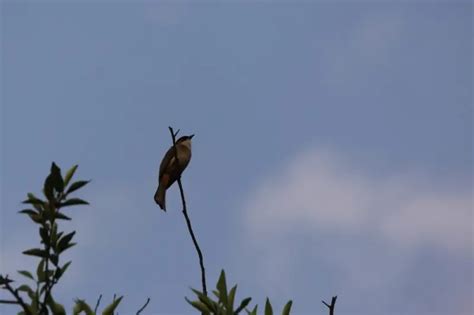 麻雀會築巢嗎|麻雀會築巢嗎